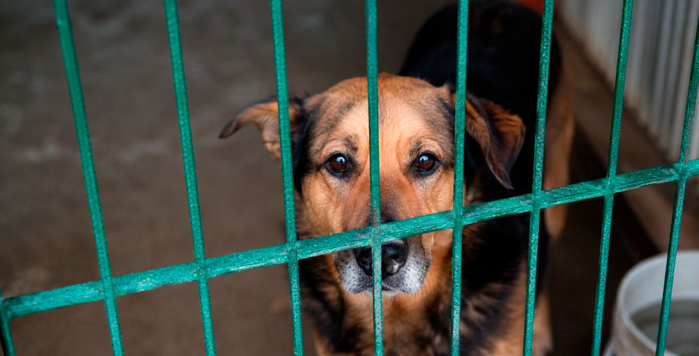 DENUNCIAR MALTRATO ANIMAL EN CABA