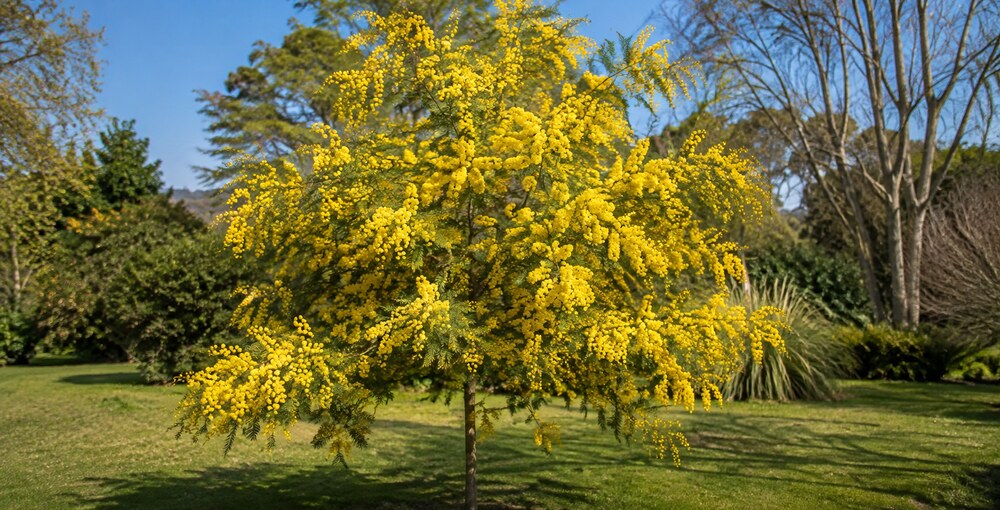 Aromo francés florecido al comienzo de la primavera, con abundantes pompones amarillos y follaje verde en un jardín urbano.