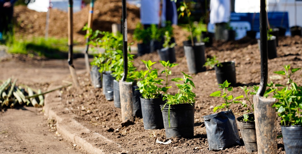 Nuevo microbosque urbano en el Hospital Tornú de la Ciudad de Buenos Aires, con más de 750 ejemplares de especies nativas incorporados para promover la biodiversidad, la salud y el contacto con la naturaleza